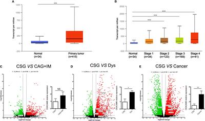 Carcinoembryonic Antigen Related Cell Adhesion Molecule 6 Promotes Carcinogenesis of Gastric Cancer and Anti-CEACAM6 Fluorescent Probe Can Diagnose the Precancerous Lesions